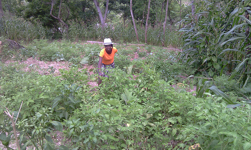 Haiti-Gardening_gardening-project